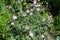 Pastel pink flowers of French cranesbill