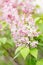 Pastel pink flowers of lilac tree