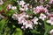 Pastel pink flowers of Weigela florida