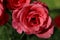 Pastel pink rose common flower