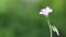 Pastel pink tiny flower blowing on blurred green nature background