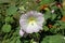 Pastel pinkish white flower of hollyhock