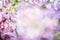 Pastel purple blossom background. Summer or spring