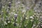 Pastel purple color of Lavender flower outdoor field in central Turkey in July