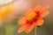 pastel red and orange and red colored dahlia