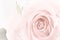 Pastel rose closeup