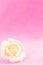 Pastel Rose on pink fabic background