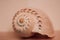 Pastel toning shell lying on wooden plates