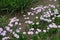 Pastel violet flowers of Erigeron speciosus in June