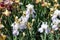 Pastel violet flowers of irises in the garden