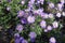 Pastel violet flowers of Symphyotrichum dumosum
