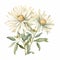 Pastel Watercolor Illustration Of White Chrysanthemum Flower On White Background