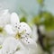 Pastel white tones Spring blossom macro