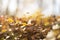 Pastele blurred autumn leaves - peaceful background