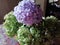 Pastels hydrangea theme