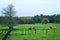 Pastoral counrtyside landscape with lush green hills and catte crasing on the slopes on a foggy afternoon.