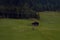 Pastoral Harmony: Cows Grazing in a Lush Meadow with a Traditional Barn