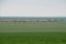 Pastoral landscape with abandoned farm and cowshed