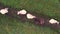 Pastoral Pause: Top-Down Aerial of Cows Lounging in Grass