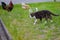 Pastoral Poise: Cat Among the Chickens