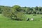 Pastoral Scene of Cow Grazing in Meadow, Norfolk, England, UK.