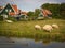 Pastoral scene in rural Holland with grazing sheep