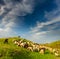 Pastoral scenery with flock of sheep and goats on river bank