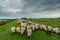 Pastoral scenery with flock of sheep and goats on river bank