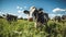 Pastoral Serenity: Cute Black and White Cow Grazing in Green Fields