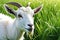 Pastoral Serenity: Goat Nibbling on Vibrant Green Grass Contrasted Against a Pure White Background