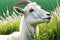 Pastoral Serenity: Goat Nibbling on Vibrant Green Grass Contrasted Against a Pure White Background