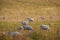 Pastoral sheep grazing in pasture with happy faces and birds perched on their backs - lambs lying in grass - selective focus -