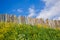 Pastoral views on palisade from wooden .