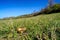 Pasture in Autumn