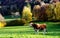 Pasture with autumn leaves in the background and a single beef in the morning light