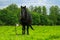 Pasture with beautiful black horse in the middle.Herd of cattle grazing free in background. Horse on a chain leash standing on a