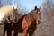 Pasture buddies