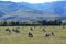 Pasture in Carson City, Nevada