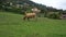 Pasture with a close-up of a cow with large horns and a bell on the neck on a farm hill.