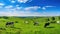 pasture cows grazing