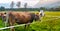 Pasture with cows and horse