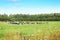 Pasture of cows in a meadow with green juicy grass