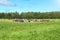 Pasture of cows in a meadow with green juicy grass