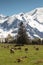 Pasture and cows under the white mountain peaks