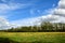 Pasture with dandelions under blue sky with white clouds