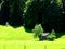 Pasture on the edge of a forest with a wooden hut between two trees