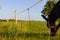 pasture fence at paddock