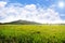 Pasture field with hay bale rolls