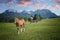 Pasture with horses and karwendel mountain mass