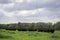 Pasture landscape with Angus herd